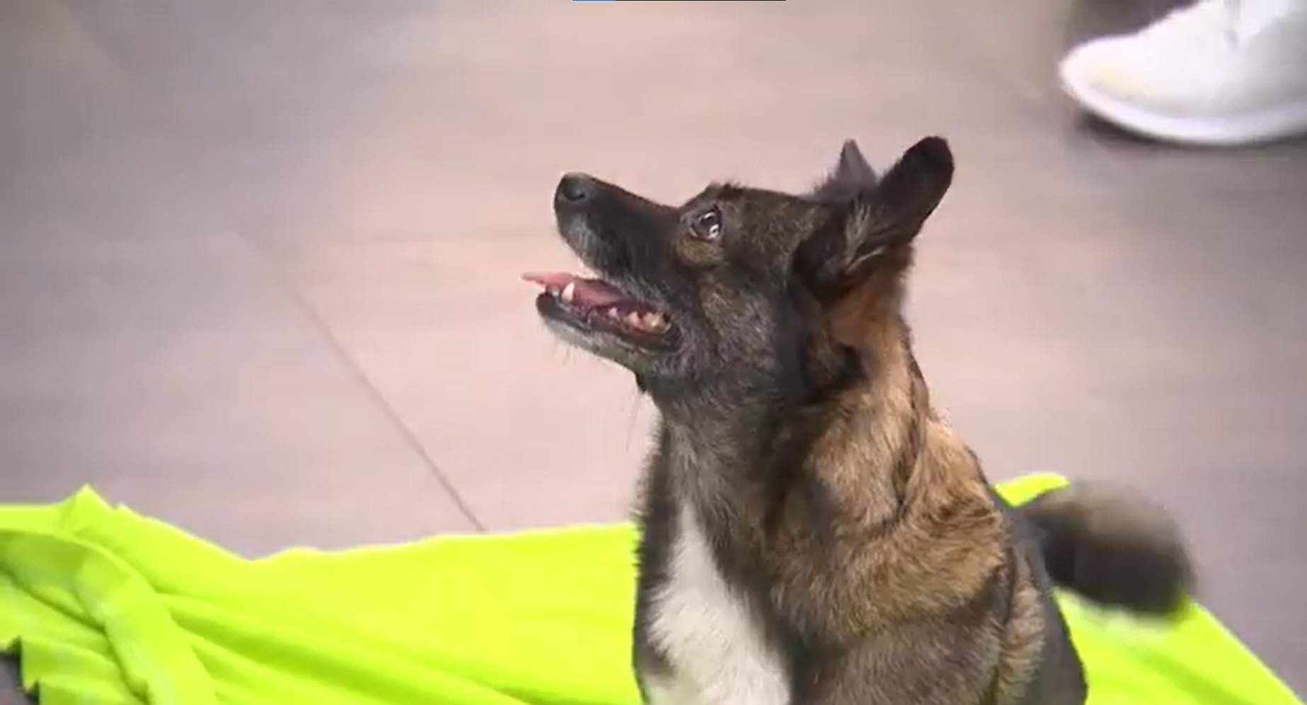 Besuchshündin Dobby vom Mateser Besuchsdienst mit Hund