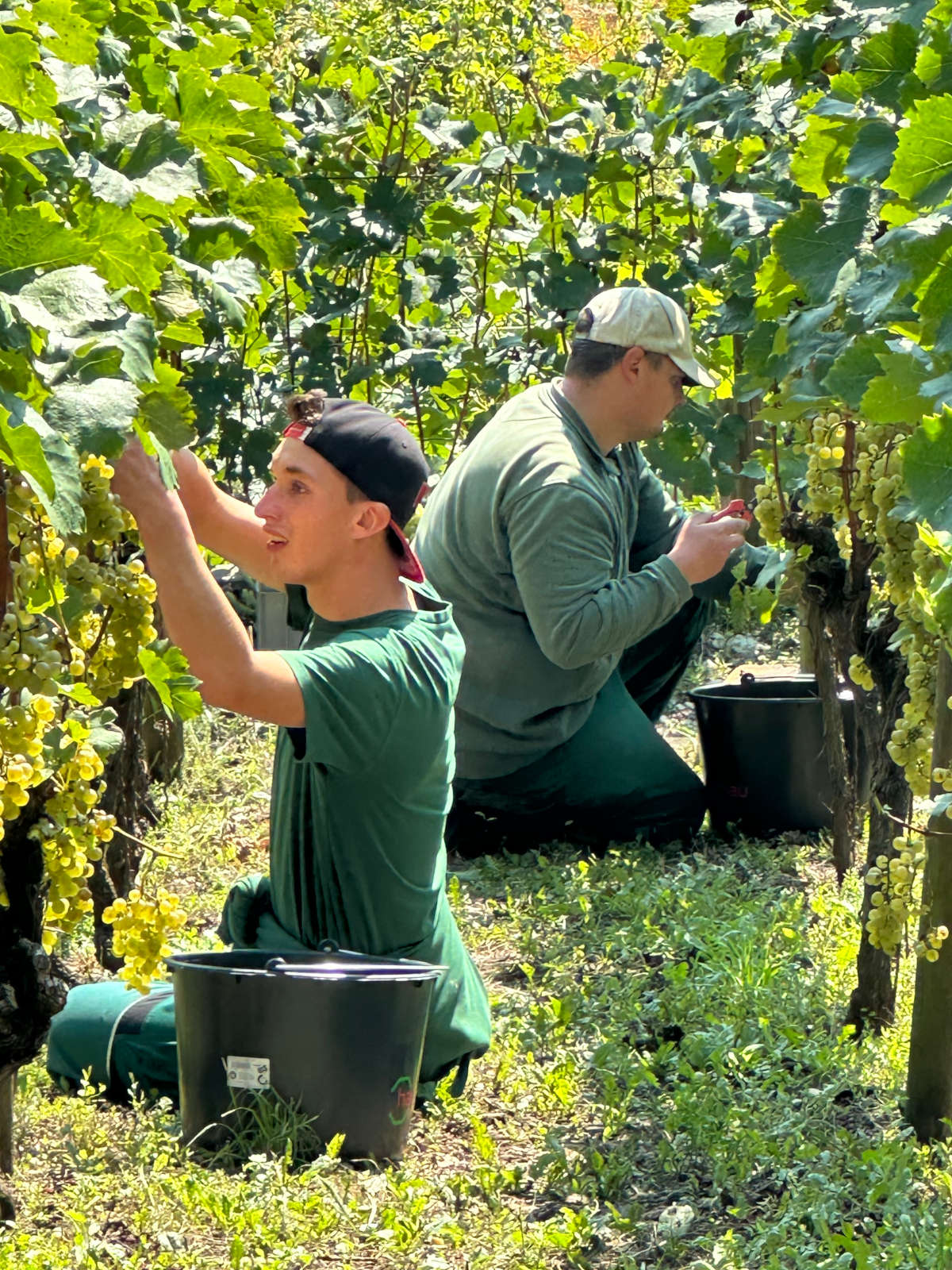 Zwei Männer bei der Weinlese