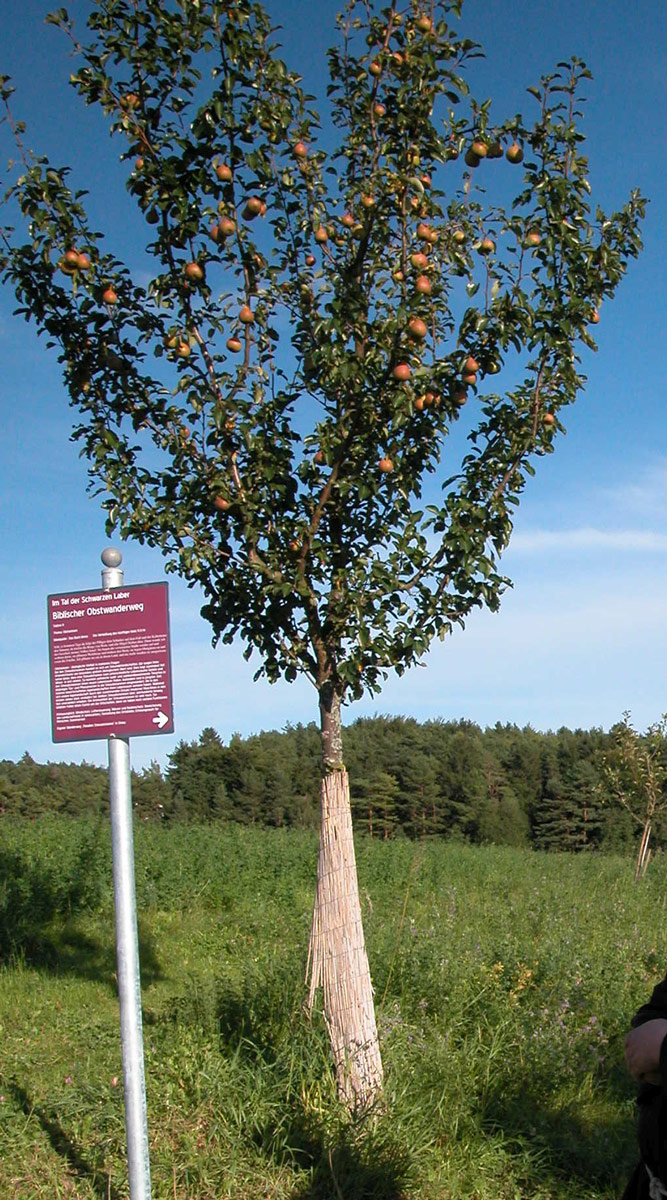 Schöpfungstag | © Markus Bauer