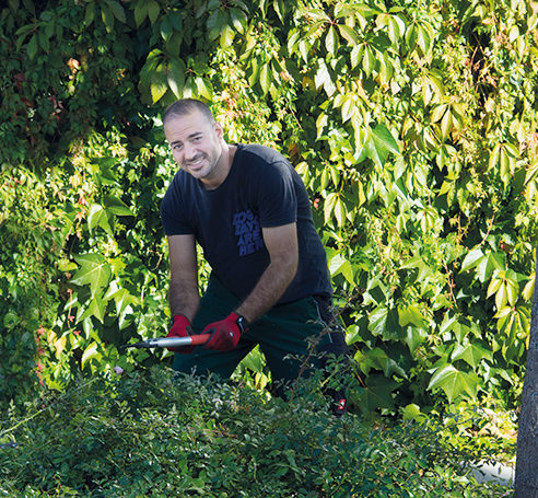 Mann beim Schneiden einer Hecke mit der Motorsäge