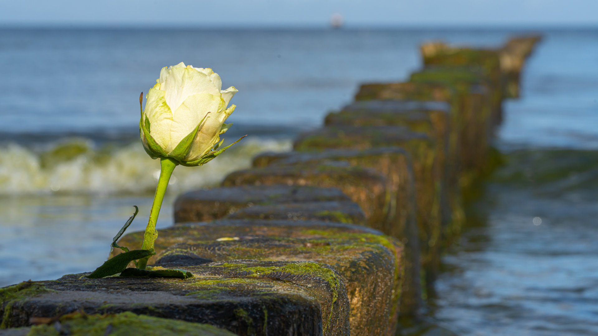 „Ohne dich … TRAUE(R)N“ Bild „Ohne dich … TRAUE(R)N“